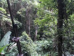 -清迈丛林飞跃 JungleFlight