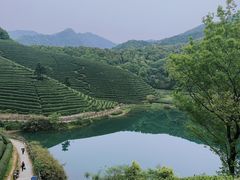 -龙坞茶村