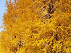 -四川大学(华西校区)