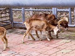 -长白岛森林公园