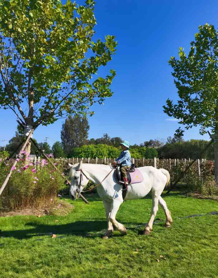 圣露庄园-"今天北京的天特别蓝,拍出来照片自带滤镜效.