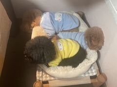 -希望日本料理(保利香槟花园店)