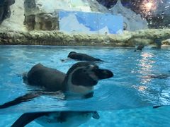 -帝企鹅自助餐厅•儿童岛•真企鹅(长隆企鹅酒店)