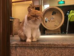 -more than meow吴止猫主题餐厅(承德 中船汇店)