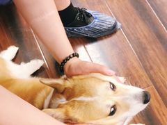 -豆柴町-柴犬主题狗咖(红鼎国际C座店)