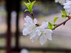 -海天楼中餐厅(吴宫泛太平洋酒店)