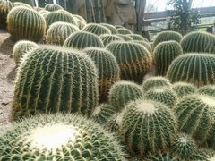 -南山植物园
