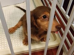 -翊宠yipet猫狗购宠庄园犬舍•猫舍