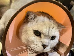 -Mr.Fox狐狸先生超级密室(南山店)