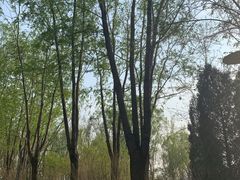 -大兴滨河森林公园