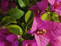 -溪岸路花鸟市场