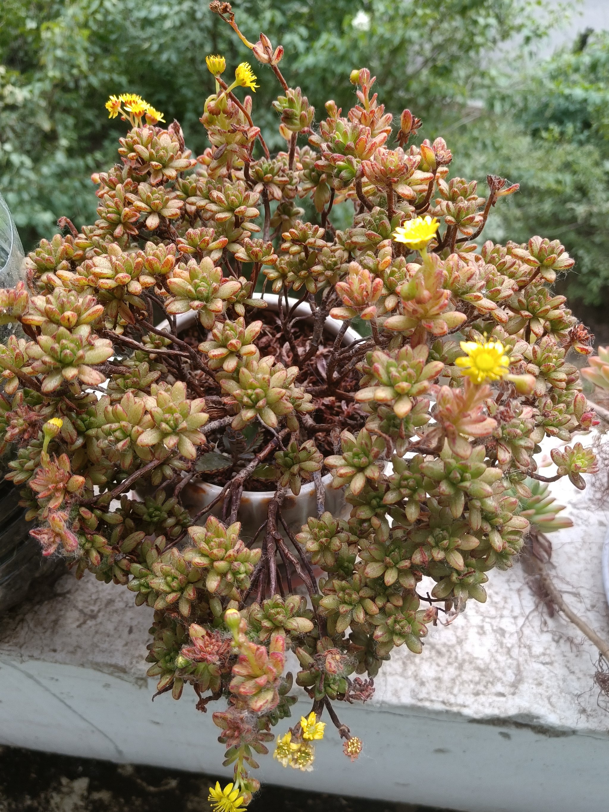 小人祭开花图片大全图片