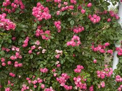 -武汉紫薇都市田园