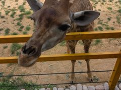 -西霞口神雕山野生动物世界