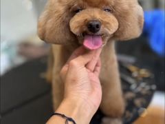 -爱宠屋pet shop·宠物洗澡·宠物美容