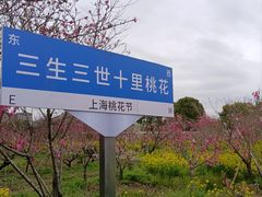 -南汇桃花村