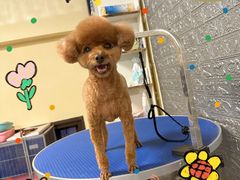 -派多格宠物(御景湾店)