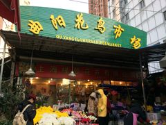 -曲阳花鸟市场(曲阳路店)
