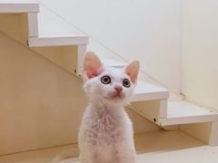 -十年猫舍·猫咪专门店(普陀店)
