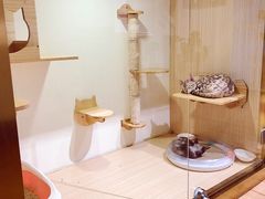 猫咪寄养房间-Double Rui宠物酒店