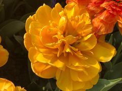 -荷兰花海