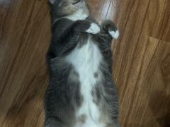 -MOCHA明星猫咖(田子坊店)