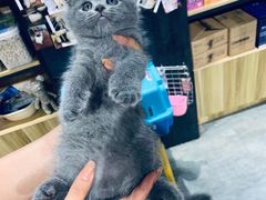 -欣宠猫屋·矮脚拿破仑·蓝金金渐层