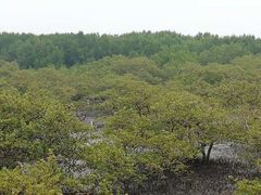 -北海金海湾红树林生态旅游区