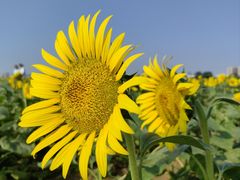 -汉长安城未央宫国家考古遗址公园