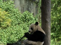 -中国大熊猫保护研究中心雅安碧峰峡基地