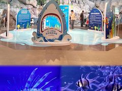 -上海海洋水族馆