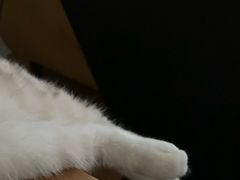 -momokira米努特·德文卷毛猫·棉花面纱犬