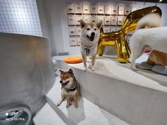 -柴务处·柴犬主题狗咖