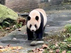 -都江堰中华大熊猫苑