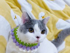 -comecome来吧宠物(奥克斯中心店)