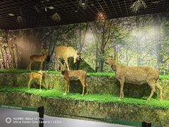 -北京麋鹿生态实验中心