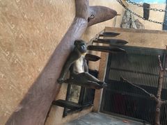 -石家庄市动物园