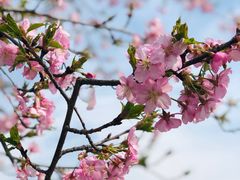-顾村公园