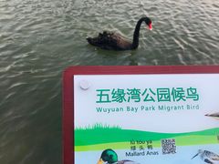 -五缘湾湿地公园