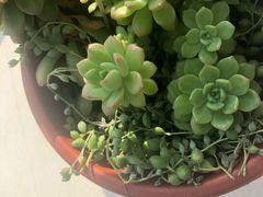 -中环花鸟鱼虫市场