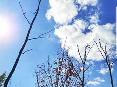 -长虫山生态公园风景林