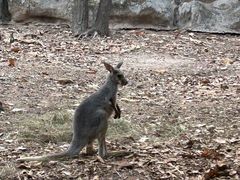-清迈夜间动物园