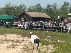 -盐城丹顶鹤湿地生态旅游区