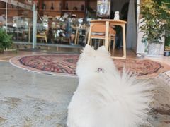 -了不起的考拉咖啡店(高新店)