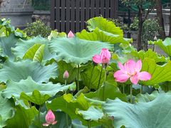 -莲湖公园