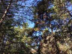 -帽儿山国家森林公园