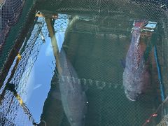 -蓝湾碧波·老字号·疍家非遗海上餐厅