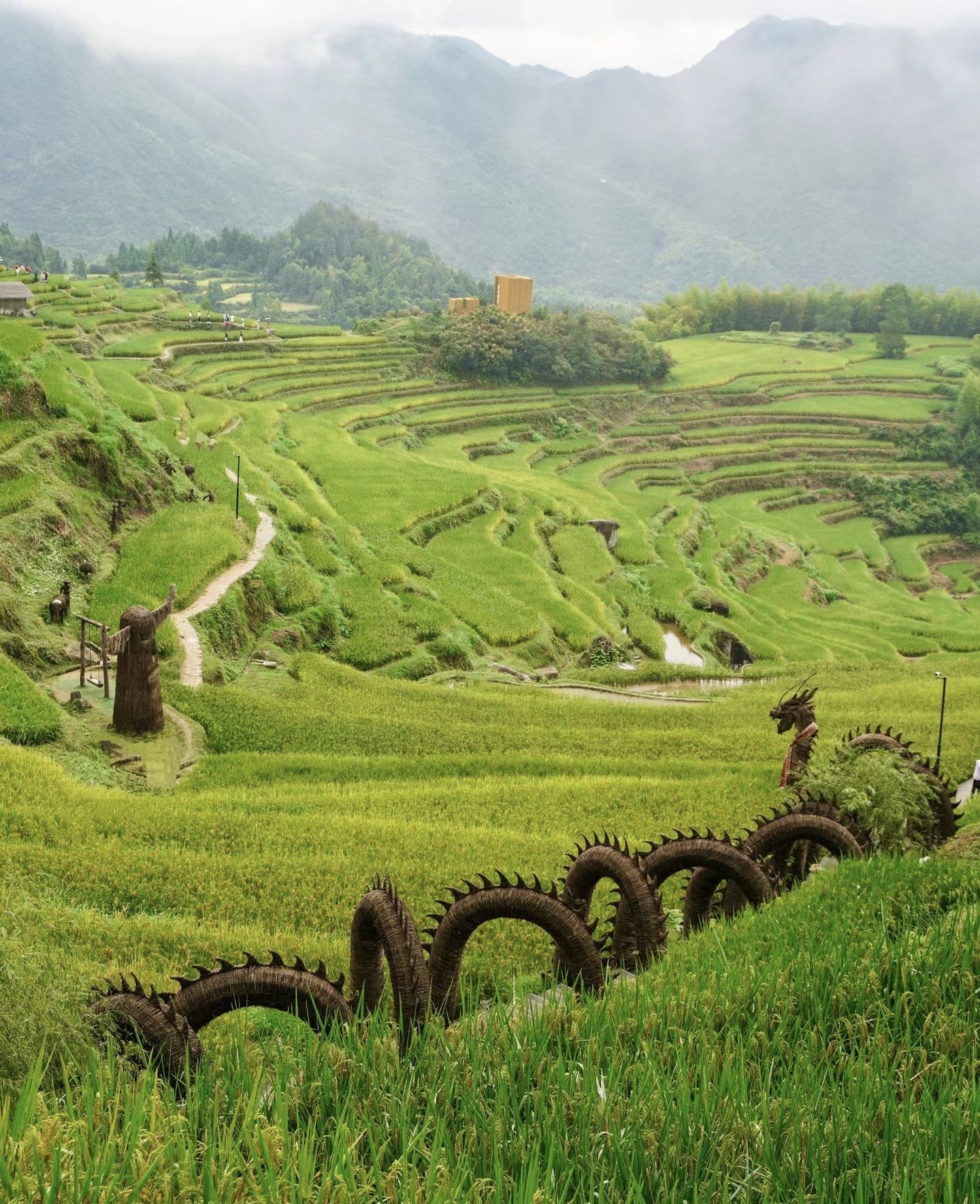 莒南梯田森林公园图片