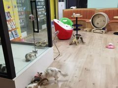 -Bastet sally猫舍购宠(静安店)