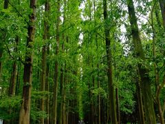 -东平国家森林公园